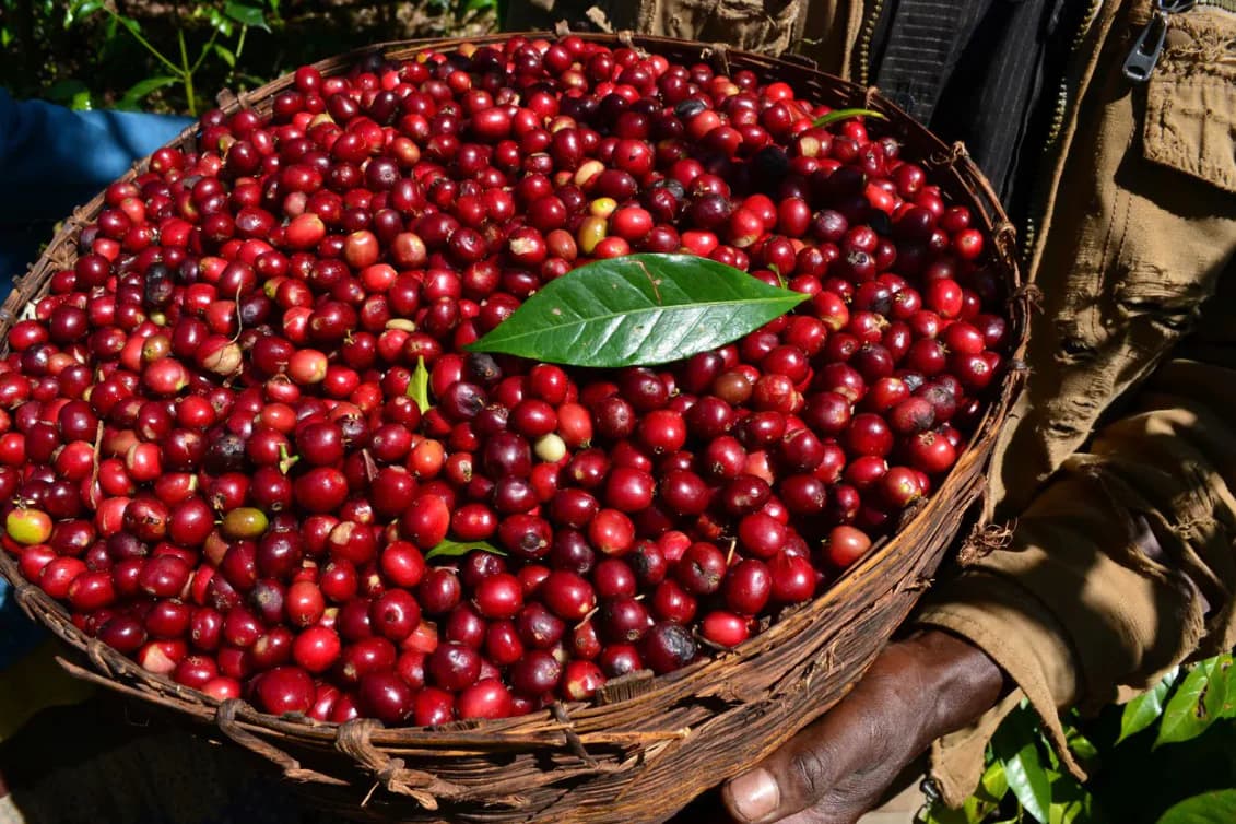 Natural Process Coffee